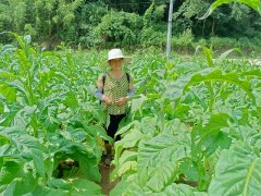 云南通海：连片种植“金叶子” 乡村振兴有路子
