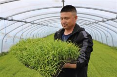 春色最浓稻田间 ——呼伦贝尔农垦大河湾农牧场公司水稻种植忙