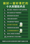 避开青贮坑!十大关键技术,帮牧场做出高品质玉米青贮